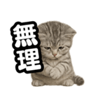 日常会話verマンチカンの子猫（個別スタンプ：18）