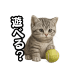 日常会話verマンチカンの子猫（個別スタンプ：19）