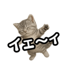 日常会話verマンチカンの子猫（個別スタンプ：20）