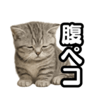 日常会話verマンチカンの子猫（個別スタンプ：23）