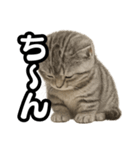 日常会話verマンチカンの子猫（個別スタンプ：24）