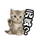 日常会話verマンチカンの子猫（個別スタンプ：25）