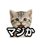 日常会話verマンチカンの子猫（個別スタンプ：29）