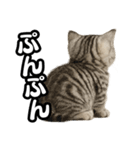 日常会話verマンチカンの子猫（個別スタンプ：30）
