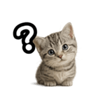 日常会話verマンチカンの子猫（個別スタンプ：32）