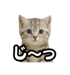 日常会話verマンチカンの子猫（個別スタンプ：33）