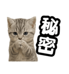日常会話verマンチカンの子猫（個別スタンプ：34）