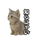 日常会話verマンチカンの子猫（個別スタンプ：36）