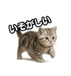 日常会話verマンチカンの子猫（個別スタンプ：37）
