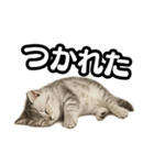 日常会話verマンチカンの子猫（個別スタンプ：38）