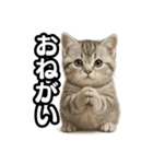 日常会話verマンチカンの子猫（個別スタンプ：39）