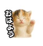 日常会話verマンチカンの子猫3（個別スタンプ：1）