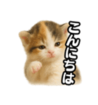 日常会話verマンチカンの子猫3（個別スタンプ：2）