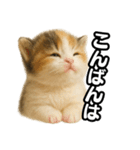 日常会話verマンチカンの子猫3（個別スタンプ：3）