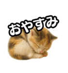 日常会話verマンチカンの子猫3（個別スタンプ：4）