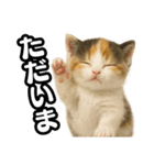 日常会話verマンチカンの子猫3（個別スタンプ：5）