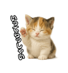 日常会話verマンチカンの子猫3（個別スタンプ：7）