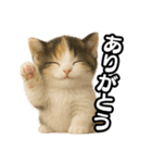 日常会話verマンチカンの子猫3（個別スタンプ：9）