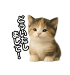日常会話verマンチカンの子猫3（個別スタンプ：10）
