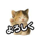 日常会話verマンチカンの子猫3（個別スタンプ：11）