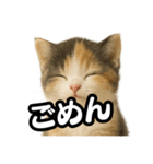 日常会話verマンチカンの子猫3（個別スタンプ：12）
