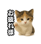 日常会話verマンチカンの子猫3（個別スタンプ：13）