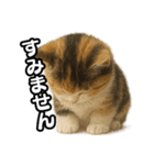 日常会話verマンチカンの子猫3（個別スタンプ：14）
