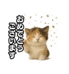 日常会話verマンチカンの子猫3（個別スタンプ：15）