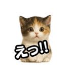 日常会話verマンチカンの子猫3（個別スタンプ：21）