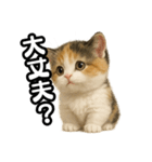 日常会話verマンチカンの子猫3（個別スタンプ：22）