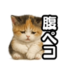 日常会話verマンチカンの子猫3（個別スタンプ：23）