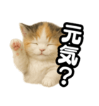 日常会話verマンチカンの子猫3（個別スタンプ：25）