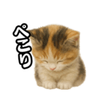 日常会話verマンチカンの子猫3（個別スタンプ：28）
