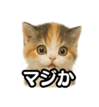日常会話verマンチカンの子猫3（個別スタンプ：29）