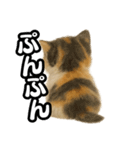 日常会話verマンチカンの子猫3（個別スタンプ：30）