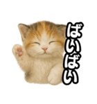 日常会話verマンチカンの子猫3（個別スタンプ：31）