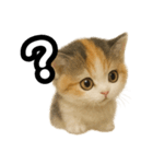 日常会話verマンチカンの子猫3（個別スタンプ：32）