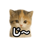 日常会話verマンチカンの子猫3（個別スタンプ：33）