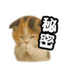 日常会話verマンチカンの子猫3（個別スタンプ：34）