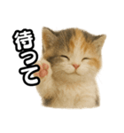 日常会話verマンチカンの子猫3（個別スタンプ：35）