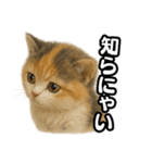 日常会話verマンチカンの子猫3（個別スタンプ：36）