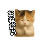 日常会話verマンチカンの子猫3（個別スタンプ：39）