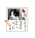 MoMoTa again（個別スタンプ：1）