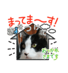 MoMoTa again（個別スタンプ：5）
