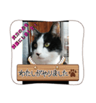 MoMoTa again（個別スタンプ：25）