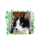 MoMoTa again（個別スタンプ：28）