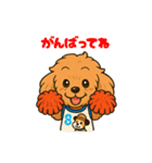 ずっと使える♡トイプー翔太のスタンプ（個別スタンプ：13）