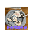じぶんによっているいぬ（個別スタンプ：2）