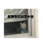 じぶんによっているいぬ（個別スタンプ：7）