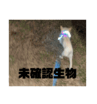 じぶんによっているいぬ（個別スタンプ：8）